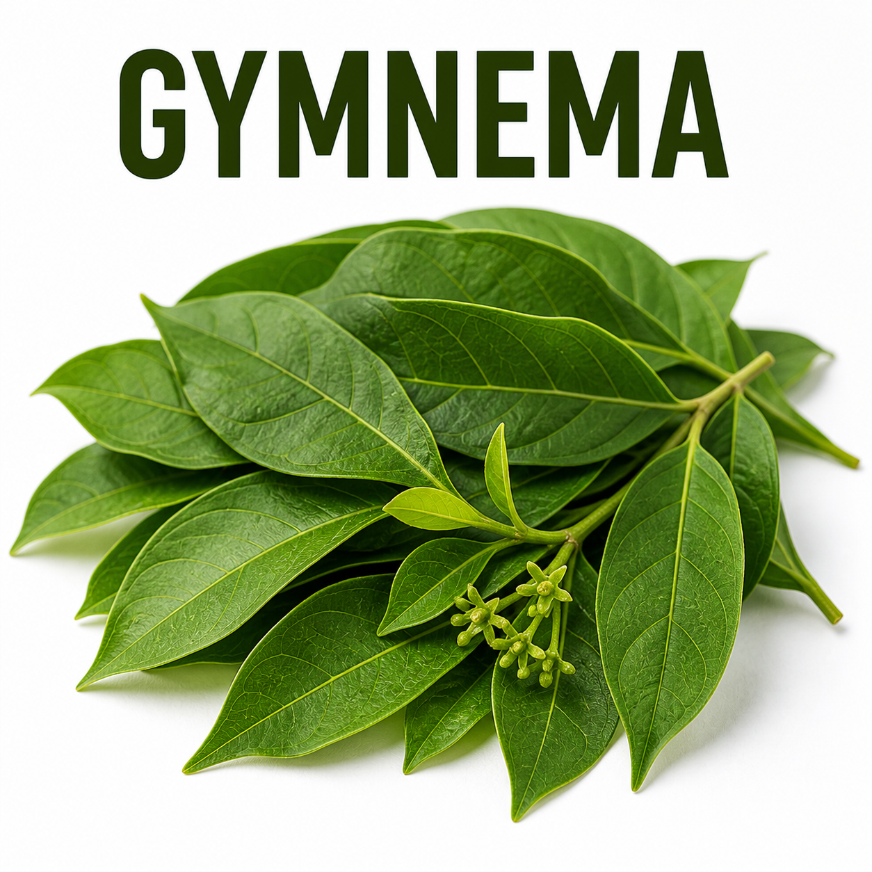 Gymnema